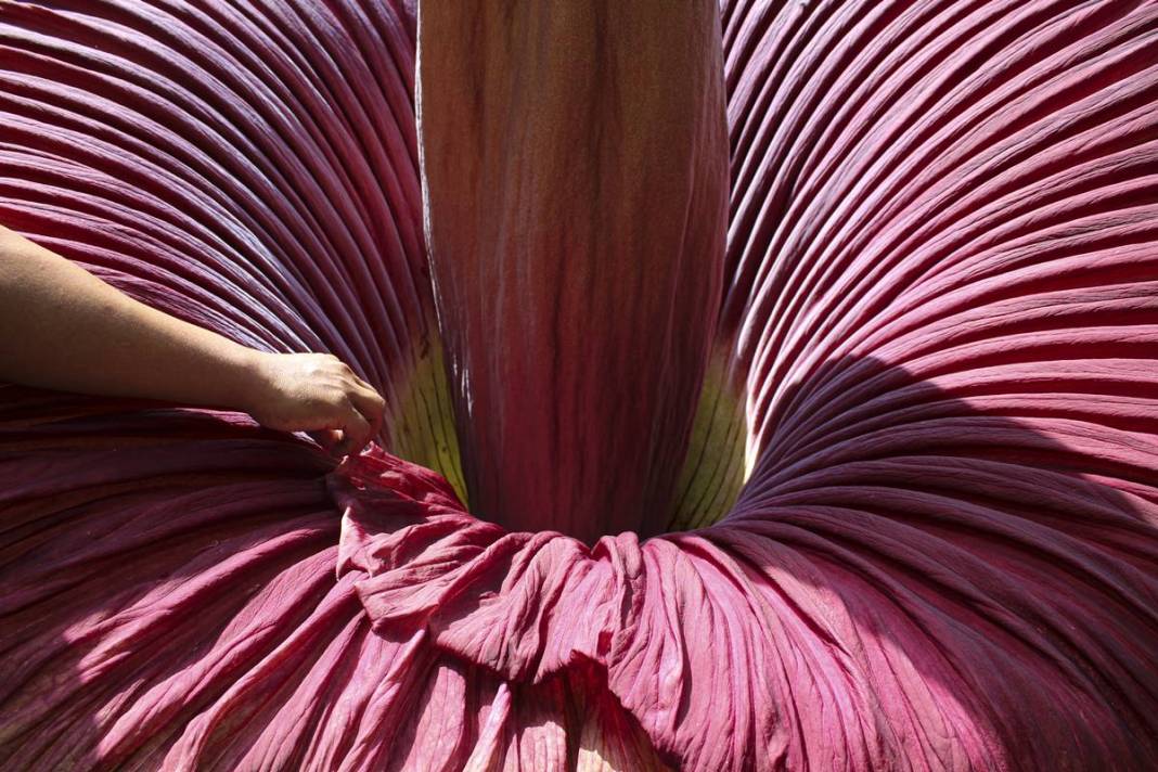 Dünyanın en kötü kokulu 'leş çiçeği' açtı! Kokudan kimse yanına yaklaşamıyor 5